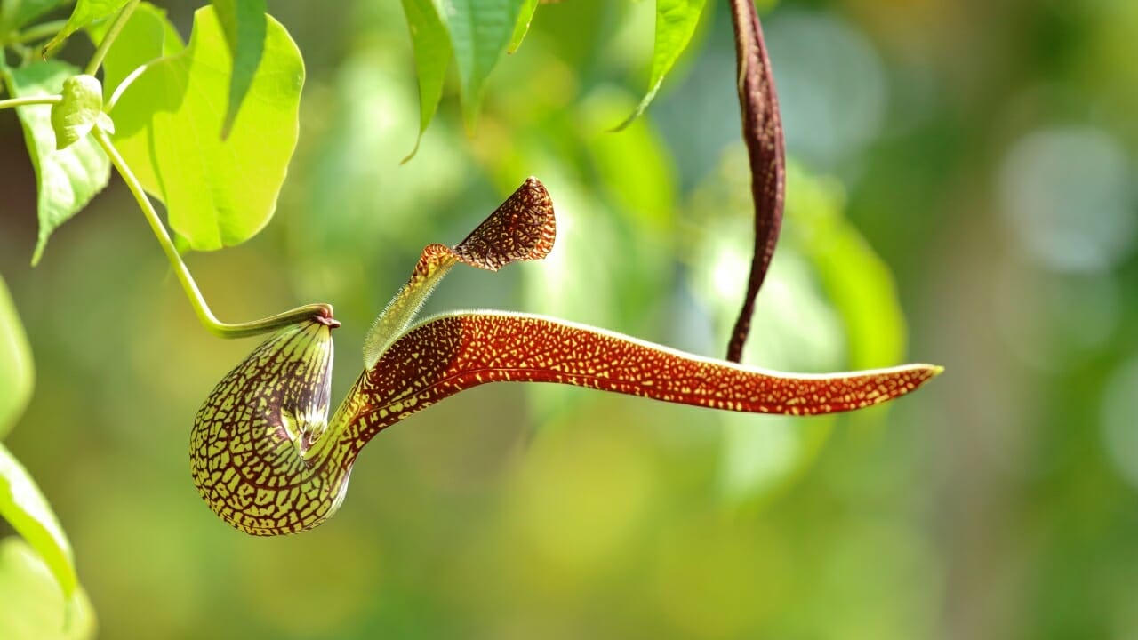 9 Ugly Flowers That Stand Out for All the Wrong Reasons 3 pelican flower