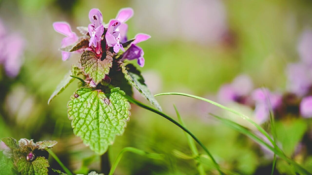 Purple Dead Nettle: The Wild Food In Your Backyard 3 purple dead nettle closeup