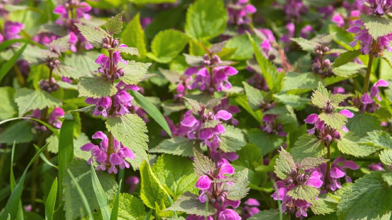 Purple Dead Nettle: The Wild Food In Your Backyard 7 purple dead nettle plants in a forest
