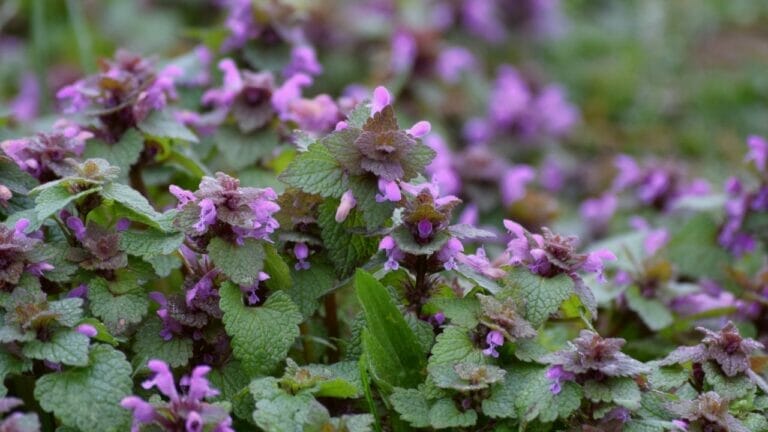 Purple Dead Nettle: The Wild Food In Your Backyard 7 purple dead nettle plants