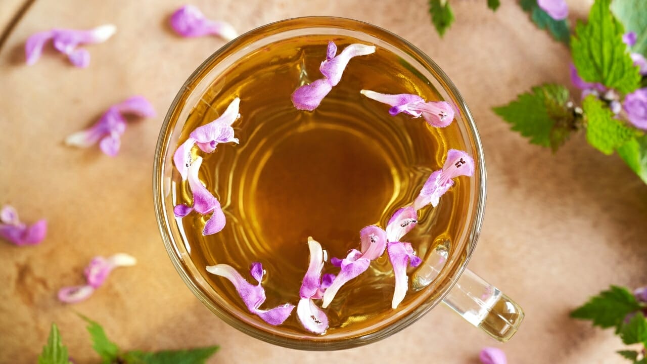 Purple Dead Nettle: The Wild Food In Your Backyard 8 purple dead nettle tea