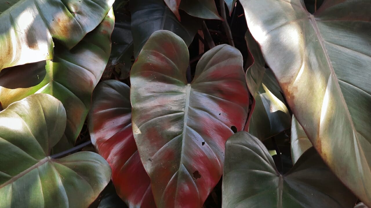 Philodendron erubescens: Compete Care & Growing Guide 5 red-leaf philodendron