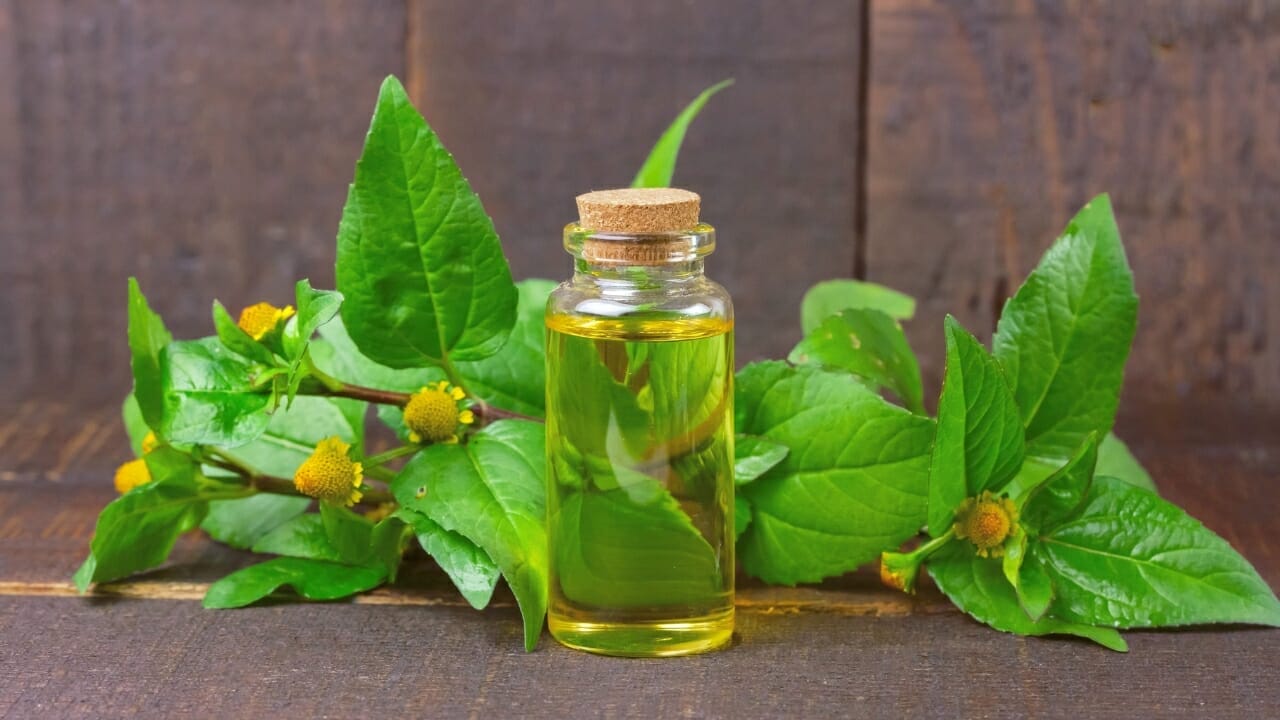 Spilanthes: The Herb for Natural Oral Health & More 6 Acmella Oleracea tincture