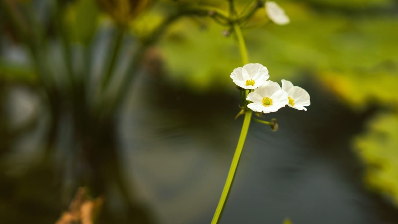 Diphylleia grayi flower