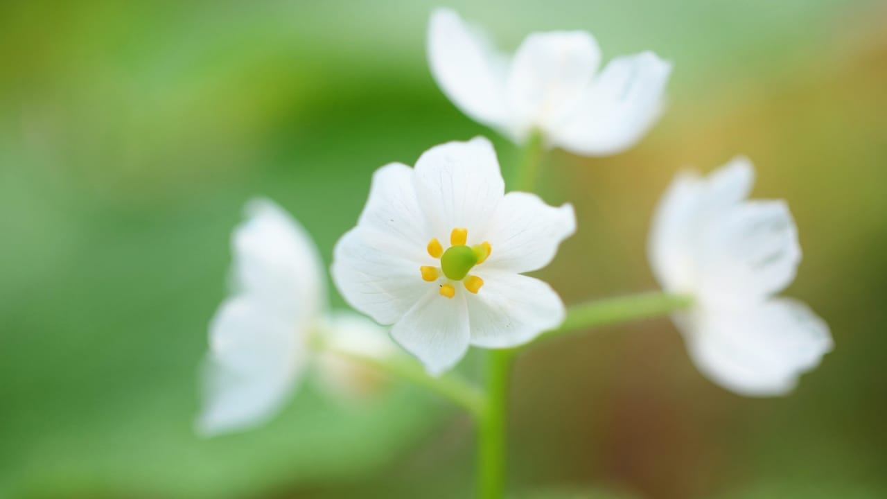 From White to WOW: The Magical Wild Flower that Turns Translucent 3 Diphylleia grayi flower