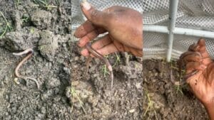 Urgent Warning for Gardeners: If You Spot These Worms, Act Fast 1 holding a Asian Jumping Worm