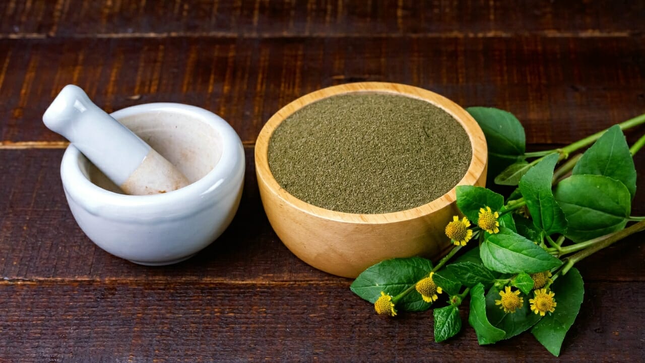 Spilanthes: The Herb for Natural Oral Health & More 5 Spilanthes oleracea for toothache