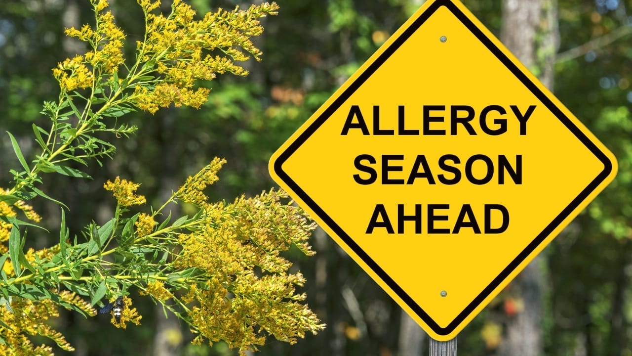 Hidden In Plain Sight: The Everyday Wild Plant with Extraordinary Health Perks 6 allergies goldenrod