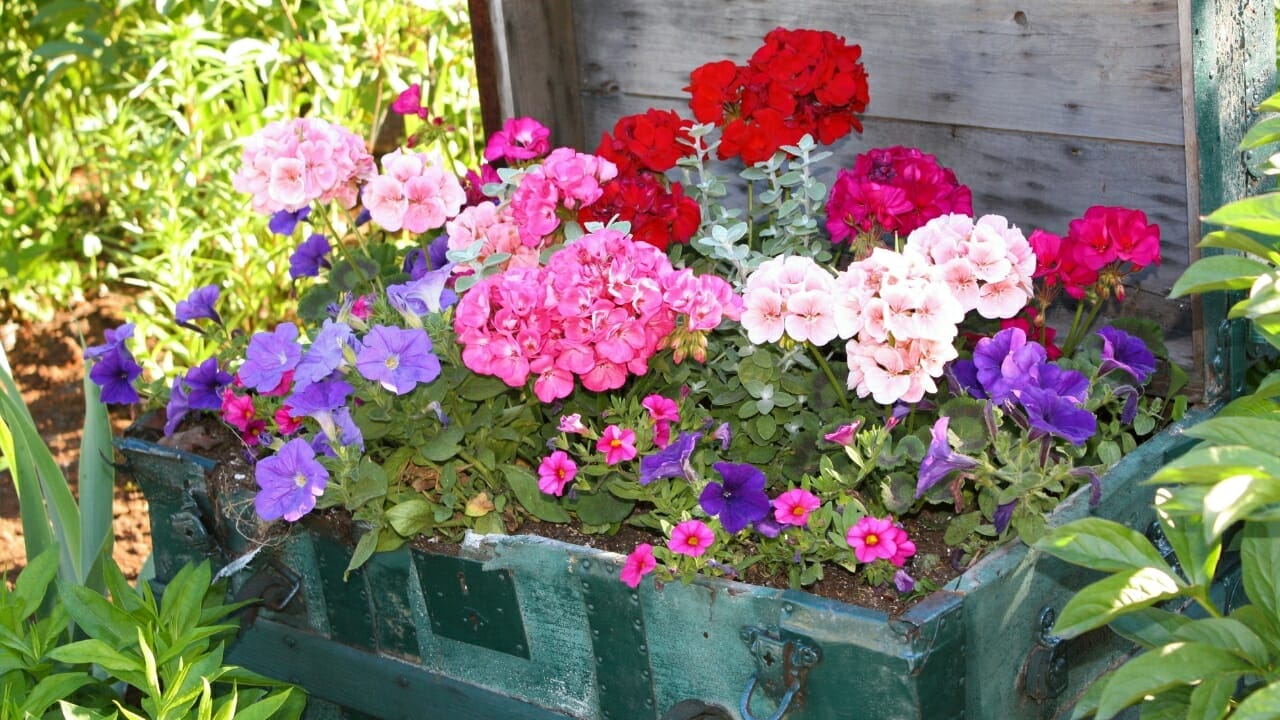 If You Haven't Seen the "Scandi-Gardening" Trend Yet: Here's What You're Missing... 9 garden geranium