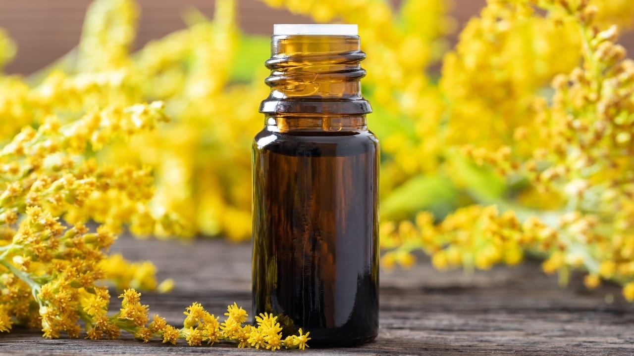 Hidden In Plain Sight: The Everyday Wild Plant with Extraordinary Health Perks 12 goldenrod oil