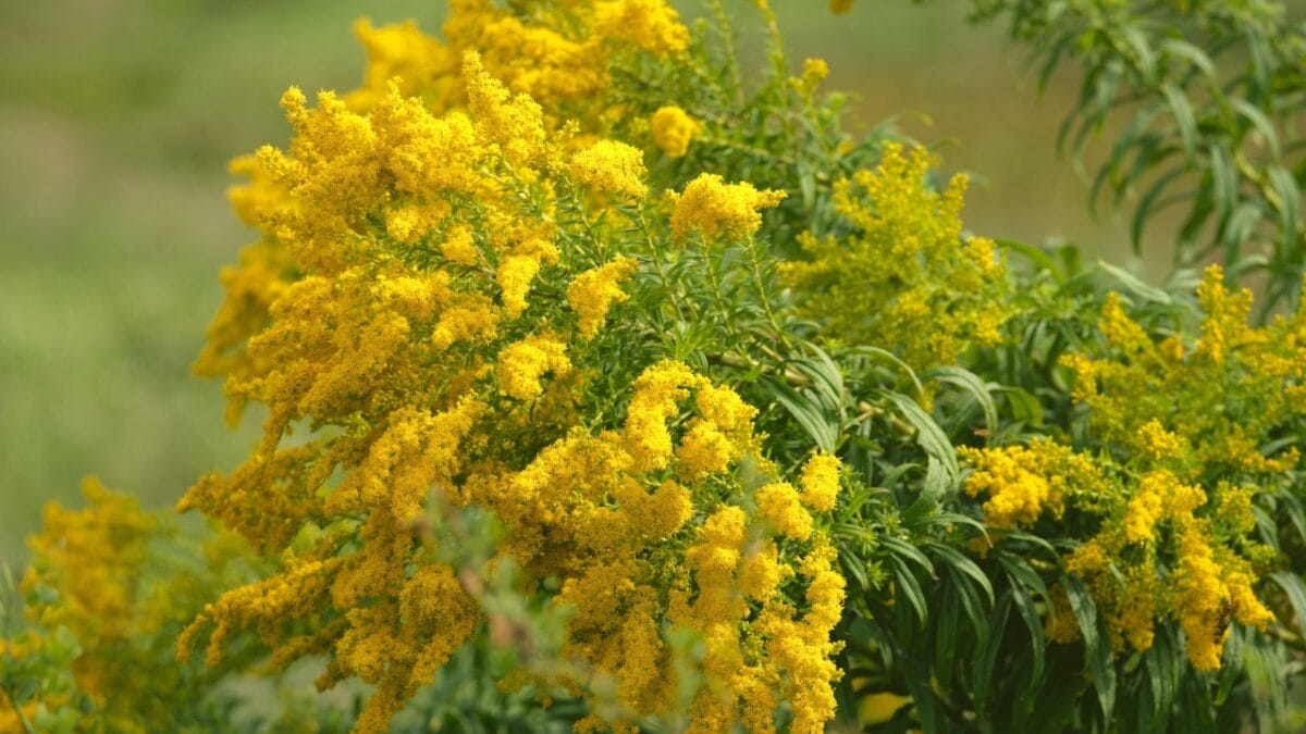 Say Goodbye to Weeding: 14 Perennial Wildflowers for a Carefree Garden - goldenrod s2361107223