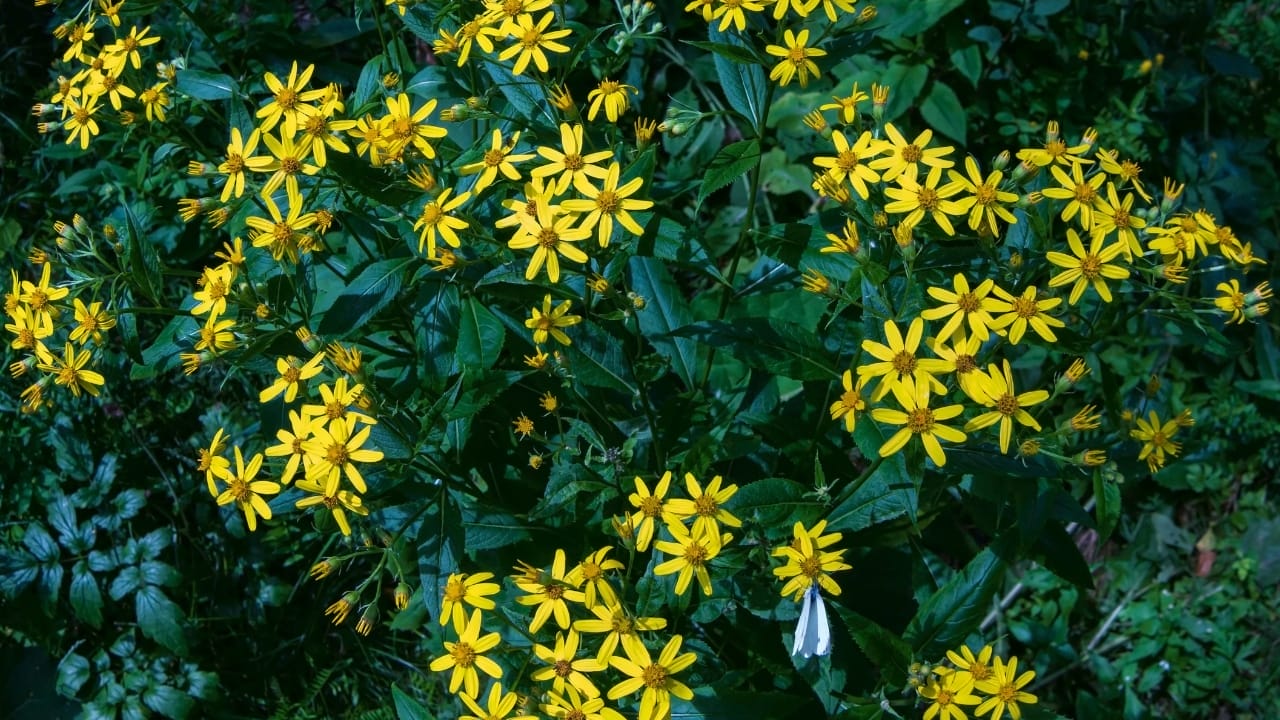 Hidden In Plain Sight: The Everyday Wild Plant with Extraordinary Health Perks 5 groundsel