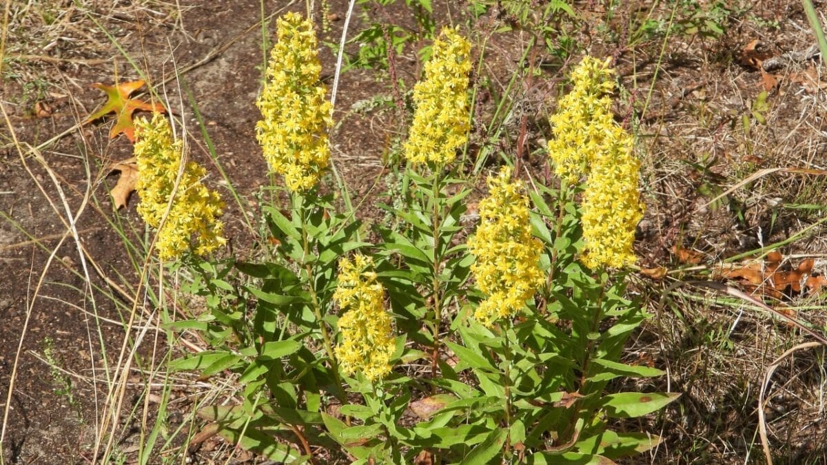 15 Plants That Keep Weeds Out & Pollinators In - growing goldenrod s2363547849