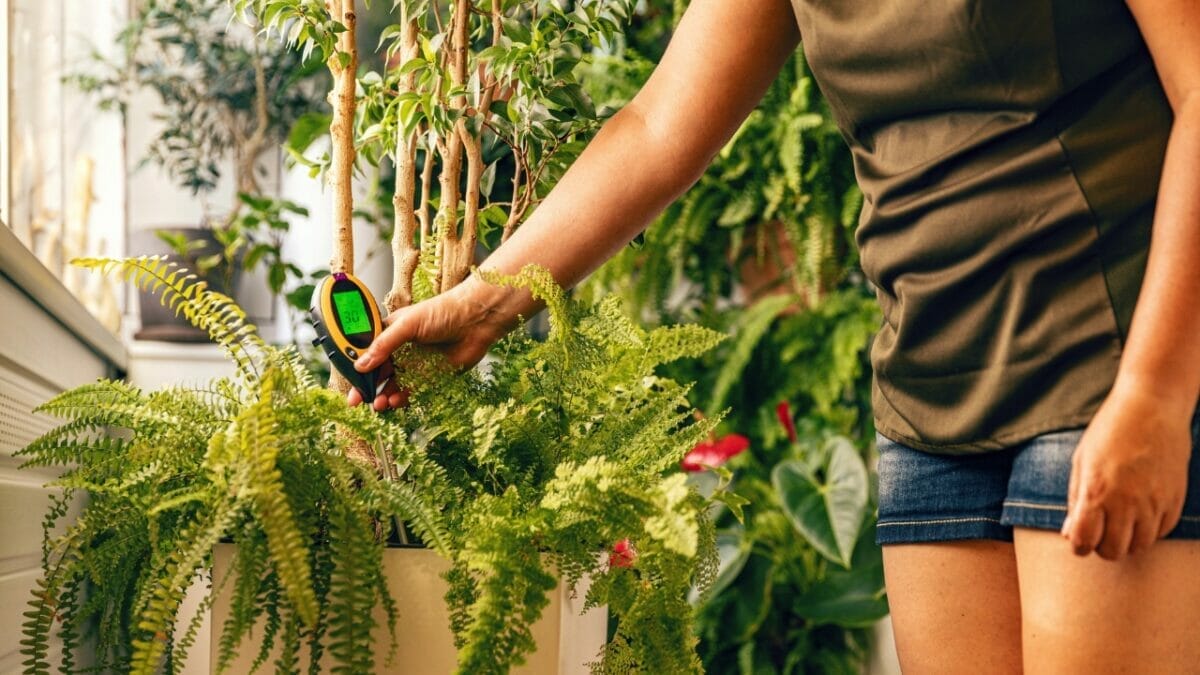 12 Uses for Baking Soda in the Garden 5 houseplant ph meter