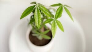 Creating a Forest of Fortune: Money Tree Propagation 1 Creating a Forest of Fortune: Money Tree Propagation - money tree plant ss1383353954