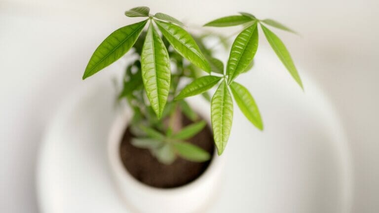 Creating a Forest of Fortune: Money Tree Propagation 15 Creating a Forest of Fortune: Money Tree Propagation - money tree plant ss1383353954