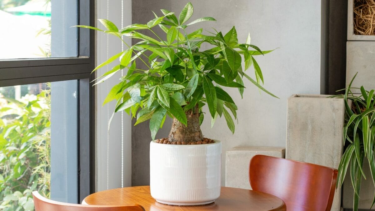 money tree plant