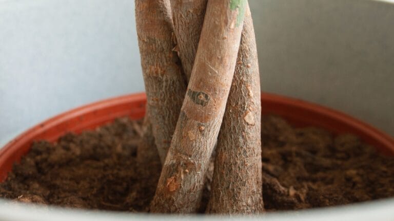 4 Reasons for Repotting Money Tree & Best Method How 3 money tree soil