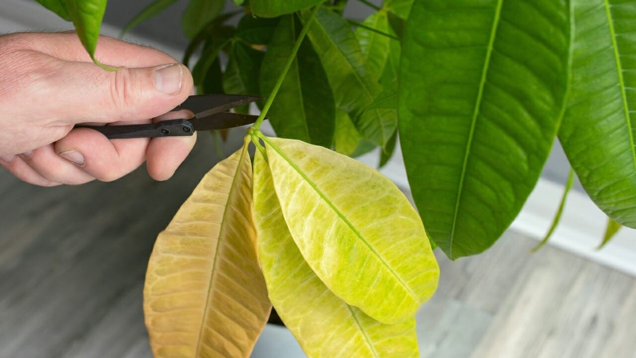 Why Do Money Tree Leaves Turn Yellow? 6 Potential Causes & Solutions 2 money tree turn yellow