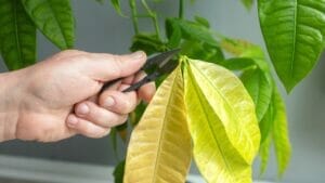 Why Do Money Tree Leaves Turn Yellow? 6 Potential Causes & Solutions 1 money tree turning yellow