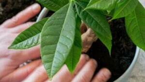 5 Signs You're Using the Wrong Money Tree Soil & The Best 1 hands in new money tree soil