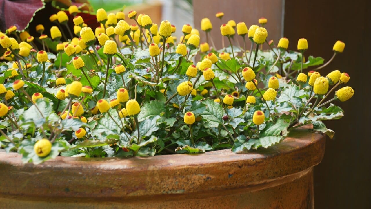 Spilanthes: The Herb for Natural Oral Health & More 4 pana cress plant growing in a pot