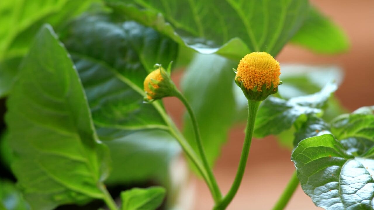 Spilanthes: The Herb for Natural Oral Health & More 3 pana cress plant
