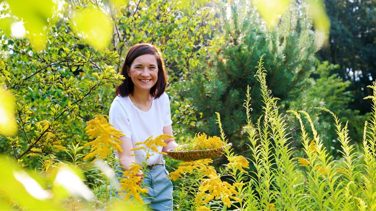 Hidden In Plain Sight: The Everyday Wild Plant with Extraordinary Health Perks 4 picking goldenrod