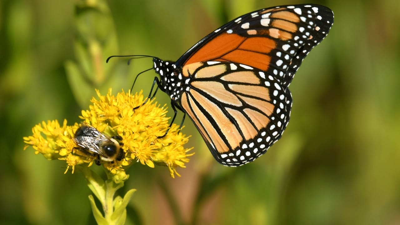 Hidden In Plain Sight: The Everyday Wild Plant with Extraordinary Health Perks 7 pollinators goldenrod