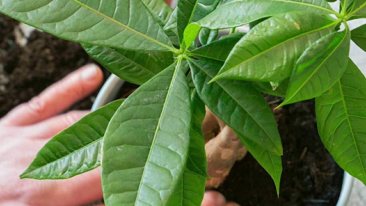 Why Do Money Tree Leaves Turn Yellow? 6 Potential Causes & Solutions 3 money tree