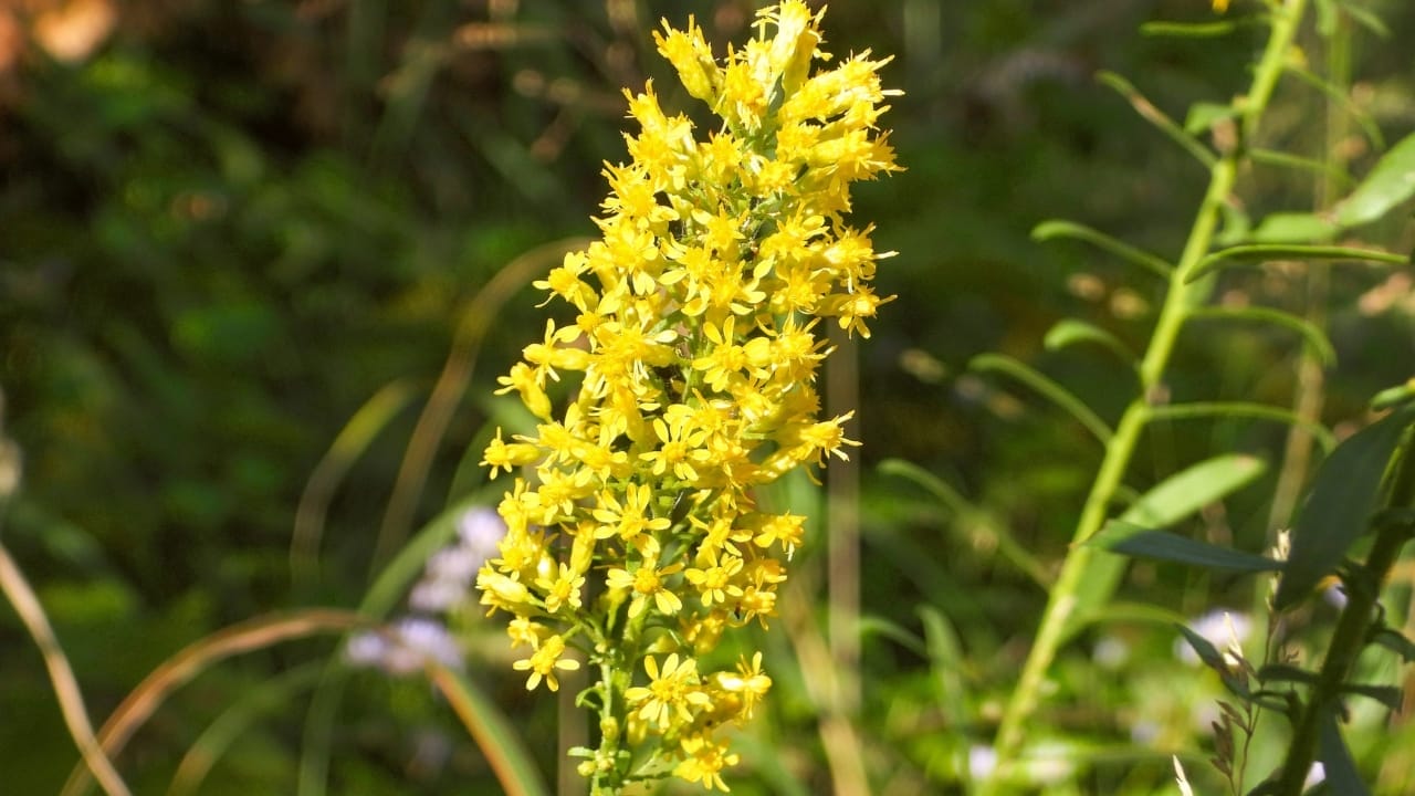 Hidden In Plain Sight: The Everyday Wild Plant with Extraordinary Health Perks 9 showy goldenrod