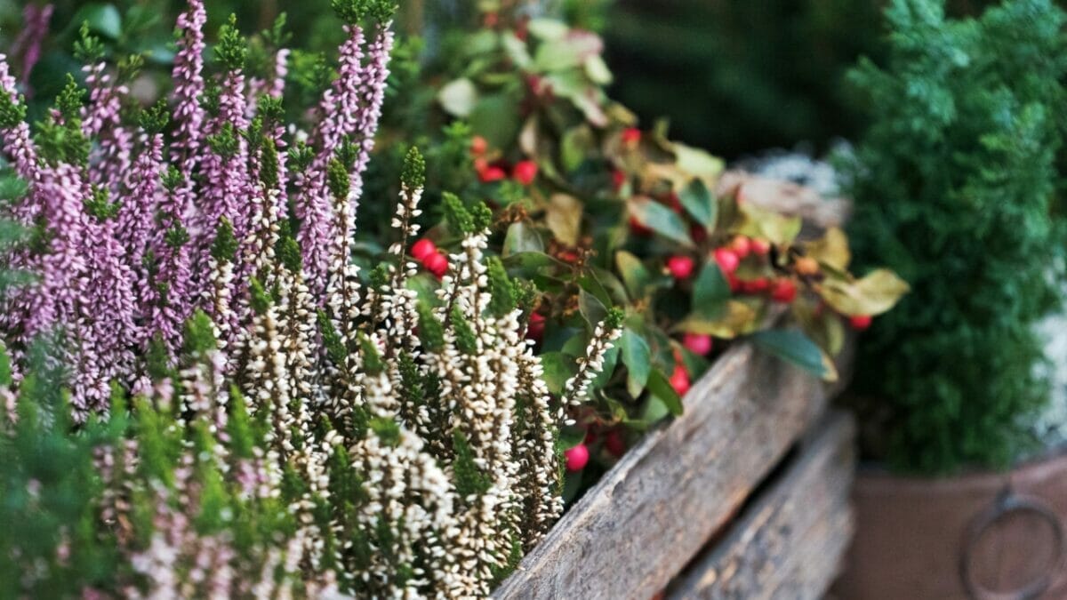 Avoid These 7 Common Lavender Growing Mistakes 8 Avoid These 7 Common Lavender Growing Mistakes - winter plants s530208268