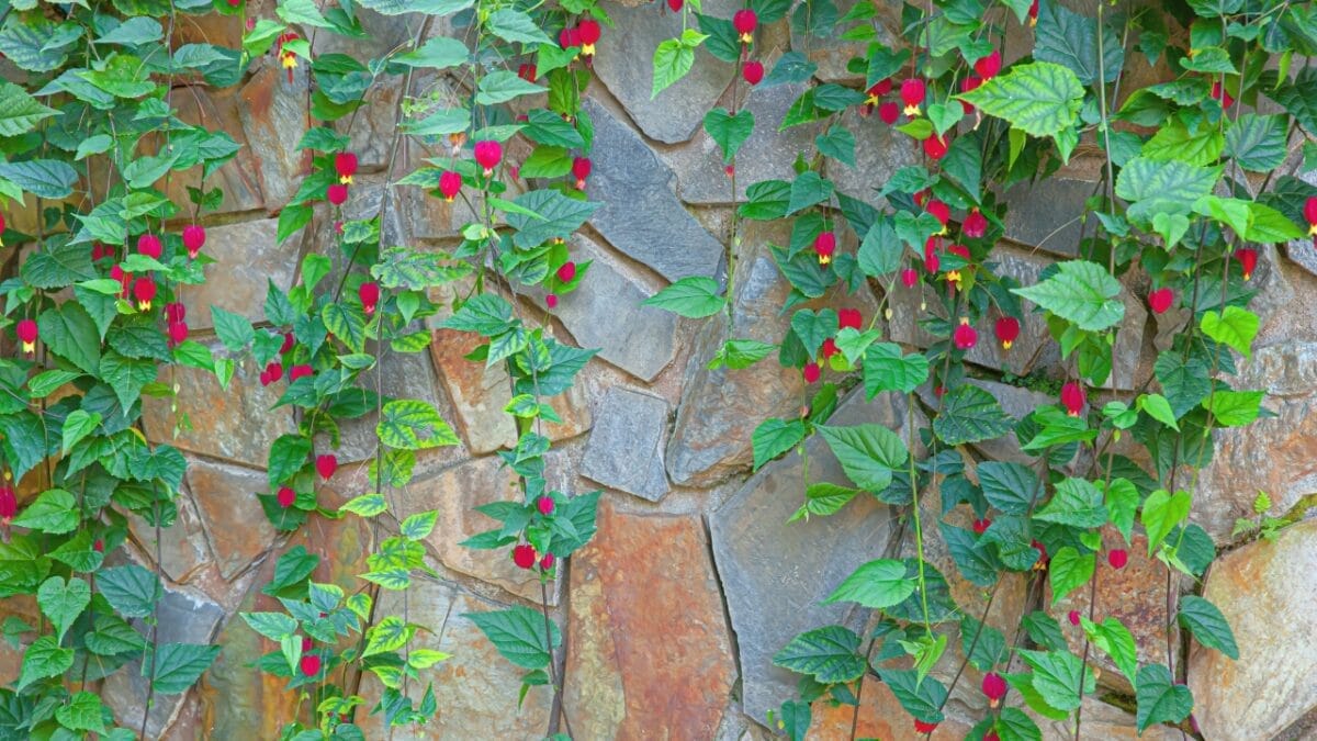 Attract Hummingbirds to Your Hanging Baskets with These 10 Low-Key Flowers 11 Attract Hummingbirds to Your Hanging Baskets with These 10 Low-Key Flowers - Abutilon s2144919755