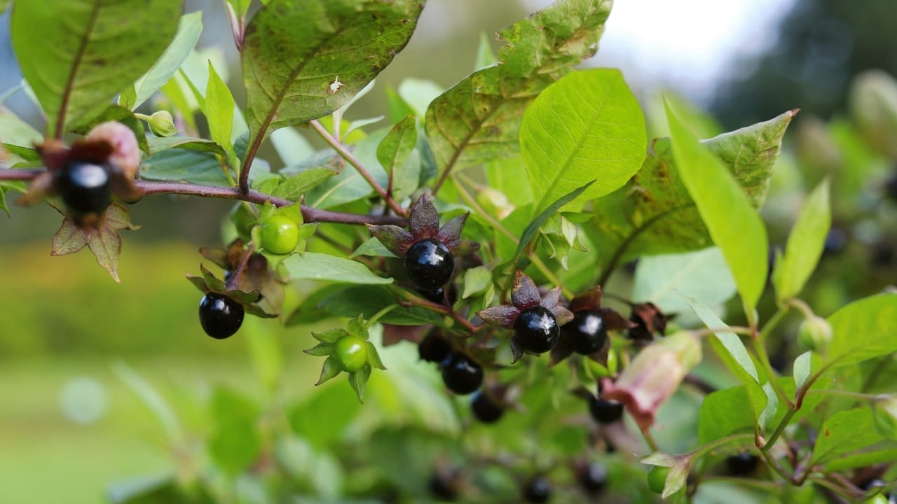 From Fear to Feast: The Truth About Edible Black Nightshade Berries 5 Atropa belladonna