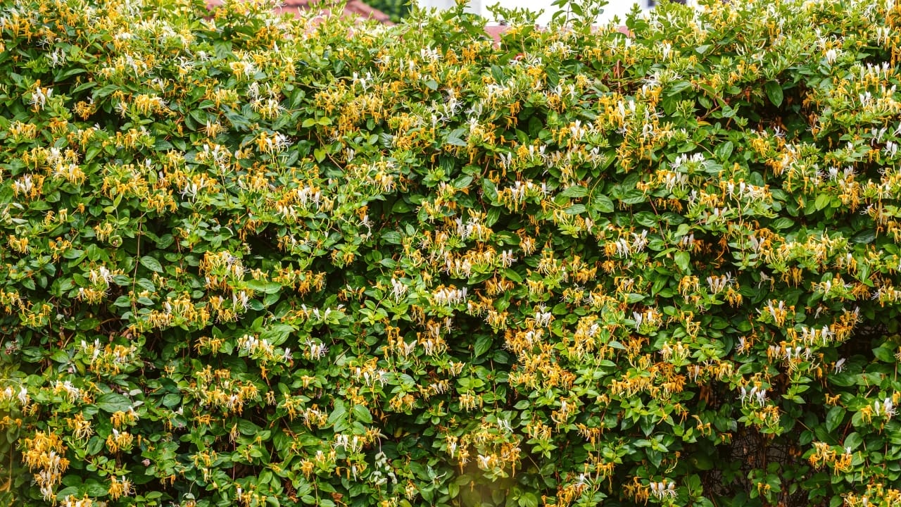 Breathe Life Into Bare Walls: 21 Splendid Plants Perfect for Growing on Walls 6 Blooming honeysuckle Bush