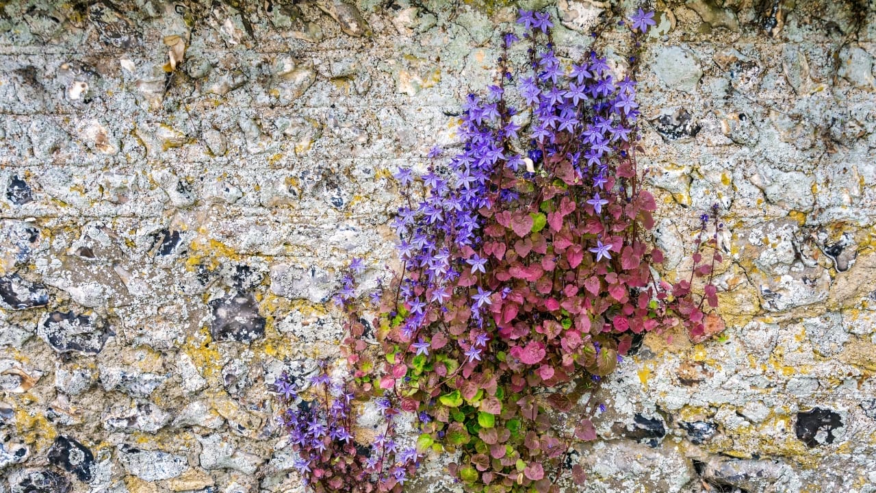 Breathe Life Into Bare Walls: 21 Splendid Plants Perfect for Growing on Walls 10 Campanula poscharskyana or trailing bellflowers growing on a stone wall