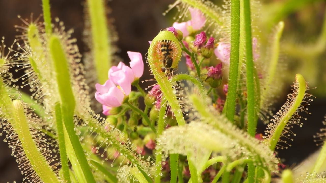 From Glistening Dew to Deadly Trap: The Remarkable Sundew Plant 7 Closeup view of Cape sundew "Drosera capensis White flower" with dead fly.