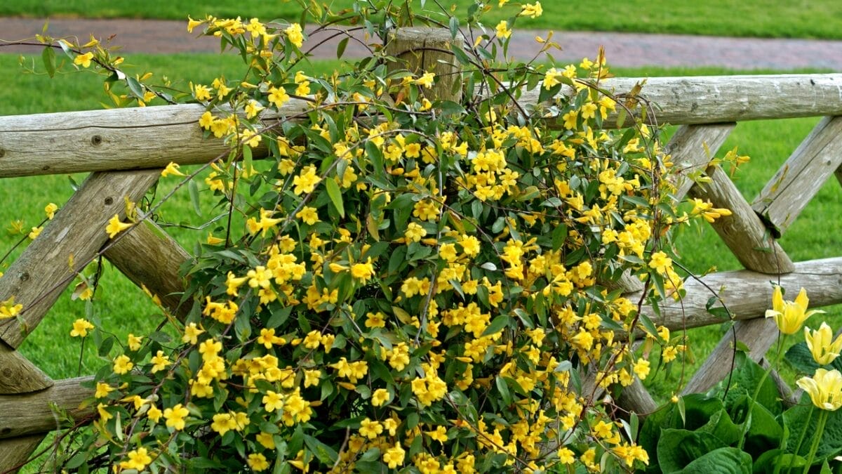 15 Flowering Vines That Beat the Weeds Every Time 16 15 Flowering Vines That Beat the Weeds Every Time - Carolina Jessamine s1977323555