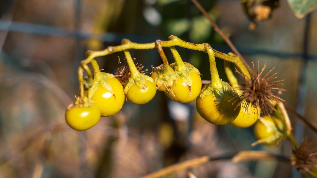 Carolina Horsenettle vs Black Nightshade Plant Guide 4 Carolina horsenettle berries