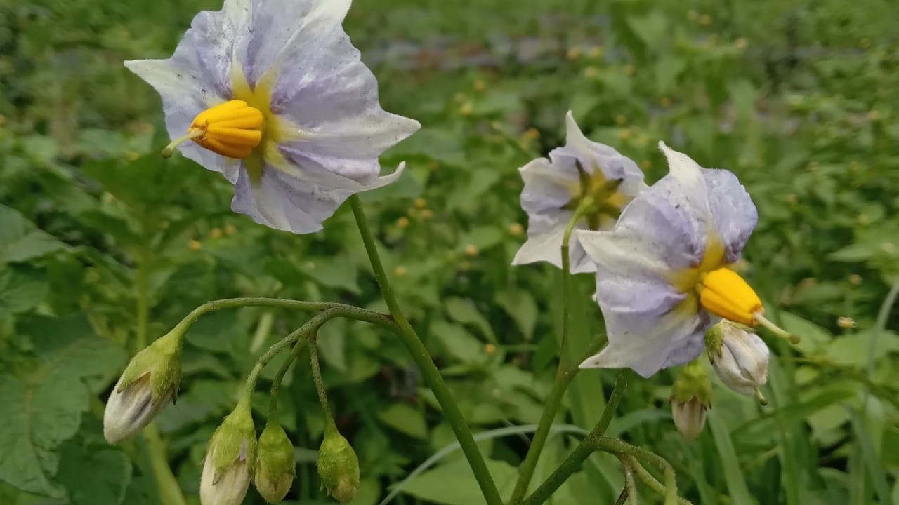 Carolina Horsenettle vs Black Nightshade Plant Guide 3 Carolina horsenettle