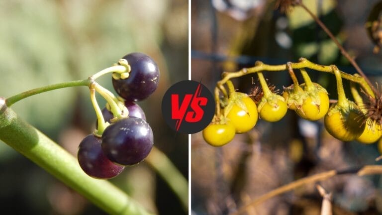 Carolina Horsenettle vs Black Nightshade Plant Guide 4 Carolina horsenettle versus black nightshade