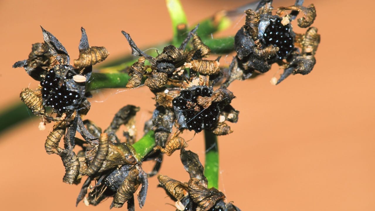 Fanged Foliage: How to Grow & Care for Venus Flytraps 7 Dionaea muscipula flytrap plant seed