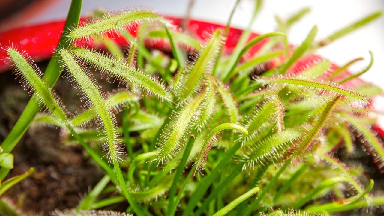 From Glistening Dew to Deadly Trap: The Remarkable Sundew Plant 6 Drosera capensis