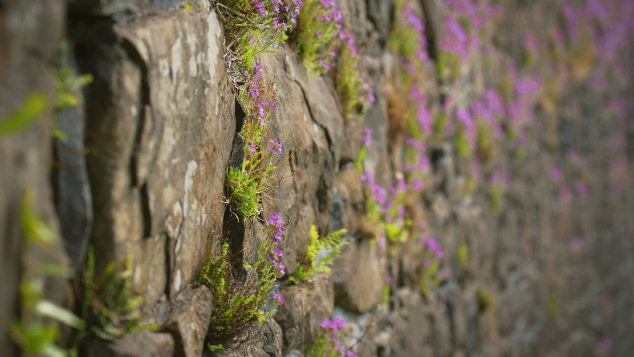 Breathe Life Into Bare Walls: 21 Splendid Plants Perfect for Growing on Walls 17 Fairy Foxglove