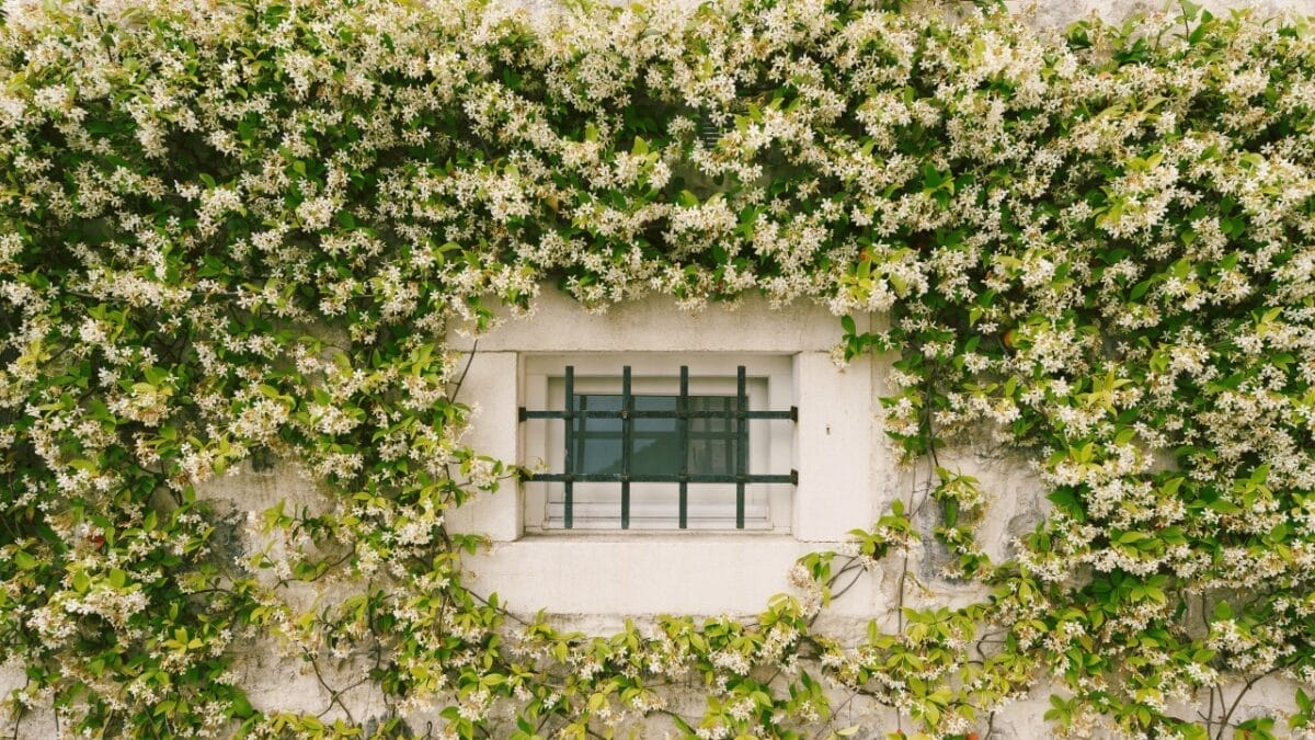 8 Reasons Why Gardeners are Obsessed with Star Jasmine & You Will Be Too 8 8 Reasons Why Gardeners are Obsessed with Star Jasmine & You Will Be Too - Jasmine winds up the wall by a small window s1893063097