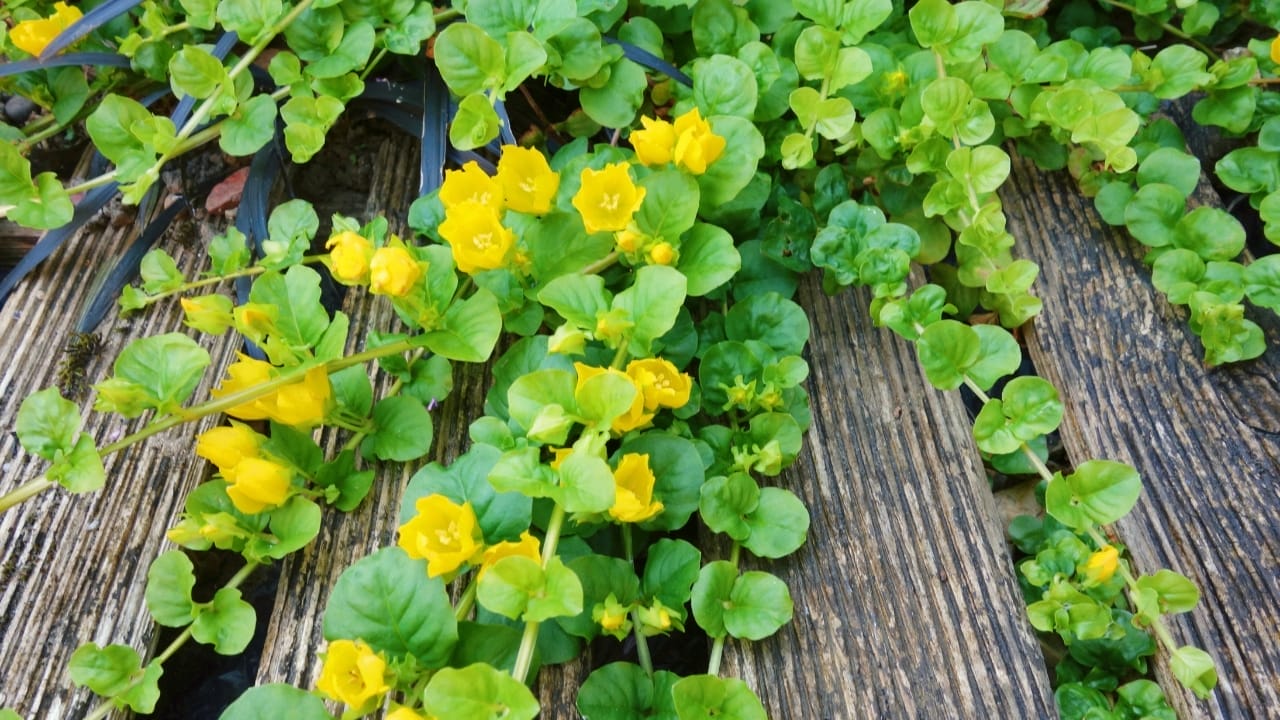 Breathe Life Into Bare Walls: 21 Splendid Plants Perfect for Growing on Walls 5 Lysimachia nummularia Aurea, creeping Jenny plant