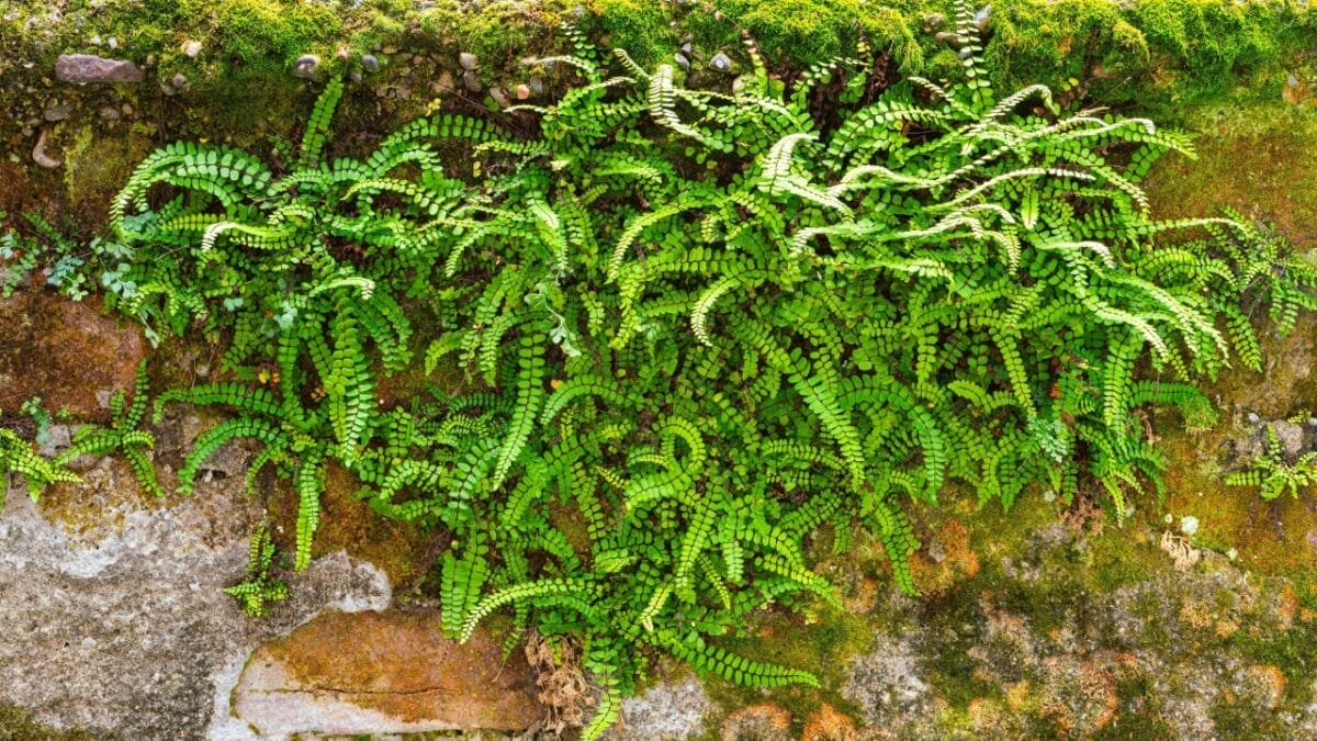 Achieve a Weed-Free Garden with These 15 Perennial Ferns 7 Achieve a Weed-Free Garden with These 15 Perennial Ferns - Maidenhair Spleenwort s2340232061