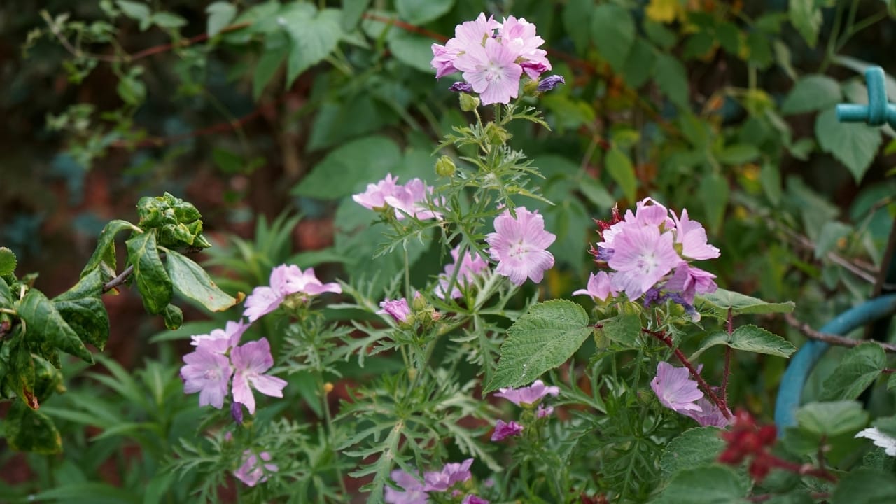 From Forest Floor to Fork: How to Identify, Grow & Use Musk Mallow 4 Malva moschata plant s2320262355