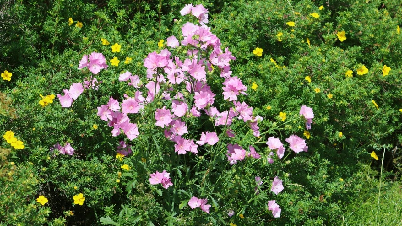 Malva moschata 