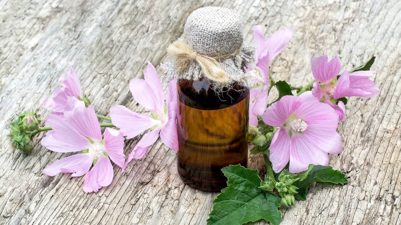 From Forest Floor to Fork: How to Identify, Grow & Use Musk Mallow 5 Malva moschata tincture oil